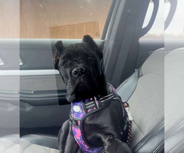 Medium Photo #20  Breeder Profile in PONSFORD, MN, USA