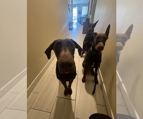 Medium Photo #19  Breeder Profile in PHOENIX, AZ, USA