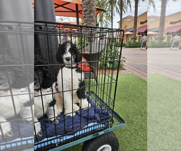 Medium Photo #5  Breeder Profile in PERRIS, CA, USA