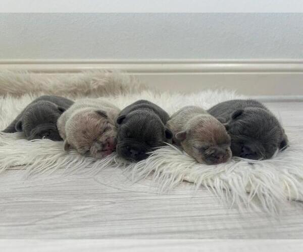 Medium Photo #1  Breeder Profile in BENTONVILLE, AR, USA