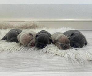 Medium Breeder Profile Photo