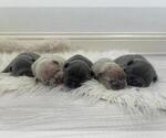 Small breeder photo