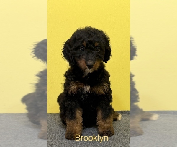 Medium Photo #4  Breeder Profile in KINGSPORT, TN, USA