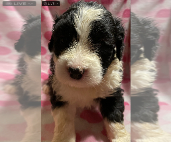 Medium Photo #6  Breeder Profile in WAKE FOREST, NC, USA