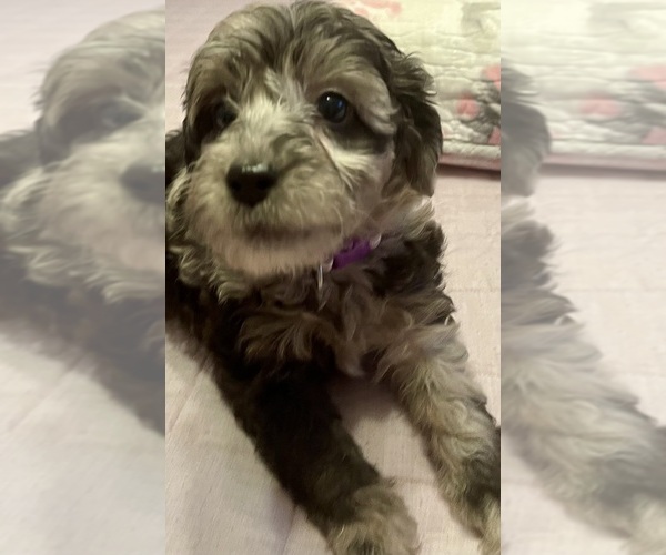 Medium Photo #1  Breeder Profile in VALRICO, FL, USA