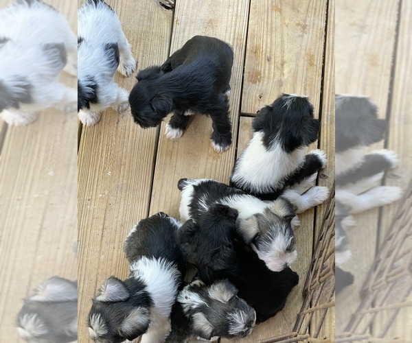 Medium Photo #2  Breeder Profile in WESTMINSTER, SC, USA