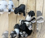 Small #1 Breeder Profile image