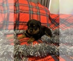 Small #9 Breeder Profile image