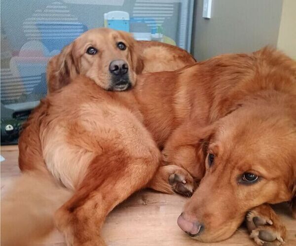 Medium Photo #1  Breeder Profile in COVENTRY, RI, USA