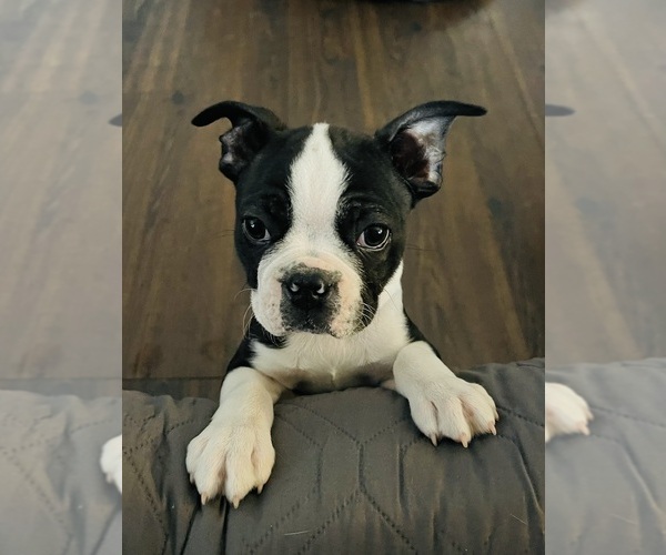 Medium Photo #1  Breeder Profile in OGDEN, UT, USA