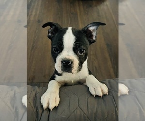 Boston Terrier Dog Breeder in OGDEN,  USA