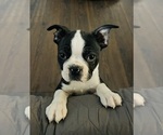 Small breeder photo