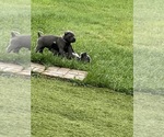 Small Photo #7  Breeder Profile in JOLIET, IL, USA