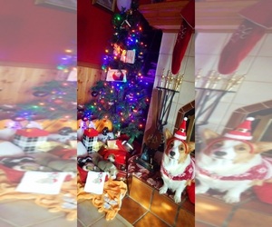 Pembroke Welsh Corgi Dog Breeder near DEARBORN HEIGHTS, MI, USA