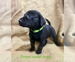 Small #4 Breeder Profile image