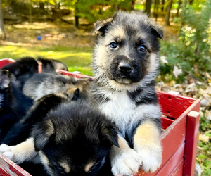German Shepherd Dog-Siberian Husky Mix Dog Breeder near LANSING, MI, USA