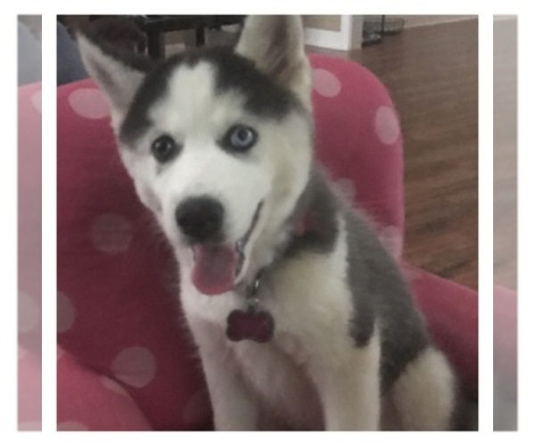 Medium Photo #1  Breeder Profile in JACKSON, GA, USA