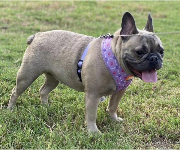 Medium Photo #1  Breeder Profile in LAWRENCEVILLE, GA, USA