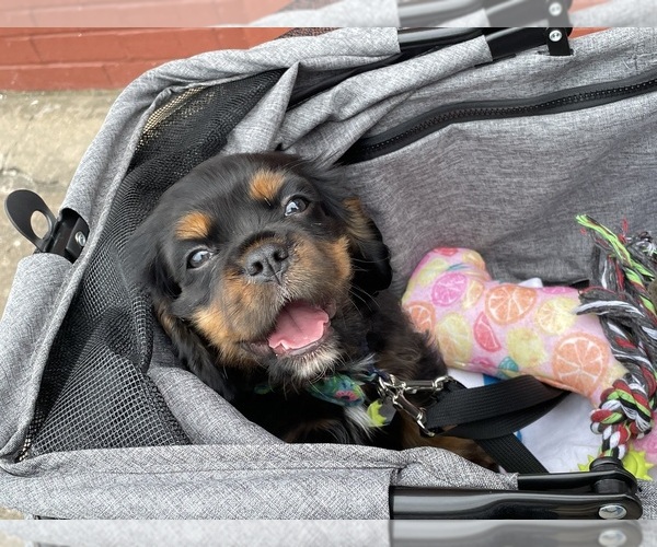 Medium Photo #48  Breeder Profile in WAXAHACHIE, TX, USA