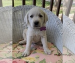Small #6 Breeder Profile image