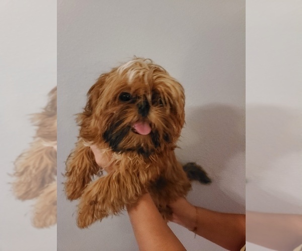 Medium Photo #14  Breeder Profile in WESLEY CHAPEL, FL, USA