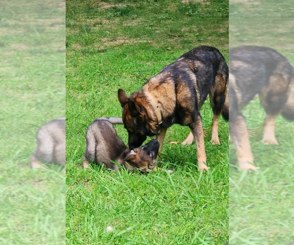Medium Photo #34  Breeder Profile in HUMBOLDT, TN, USA