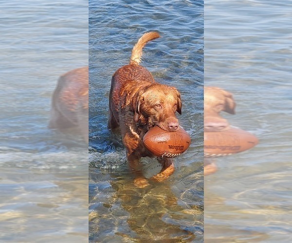 Medium Photo #11  Breeder Profile in BUFFALO, NY, USA