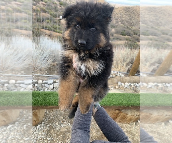 Medium Photo #127  Breeder Profile in PINON HILLS, CA, USA
