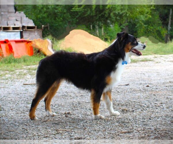 Medium Photo #7  Breeder Profile in MONTICELLO, SC, USA
