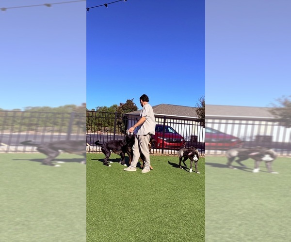 Medium Photo #1  Breeder Profile in SNEADS FERRY, NC, USA