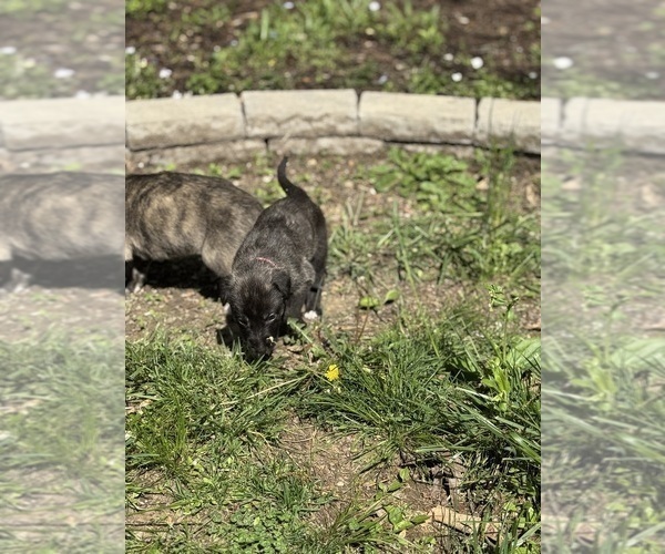 Medium Photo #14  Breeder Profile in HUSTONVILLE, KY, USA