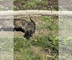 Small #13 Breeder Profile image