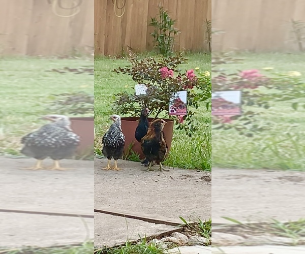 Medium Photo #25  Breeder Profile in MIDLOTHIAN, TX, USA