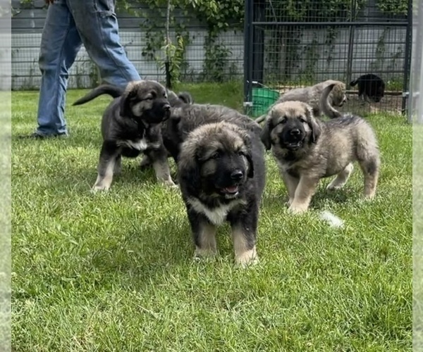 Medium Photo #65  Breeder Profile in TWINING, MI, USA