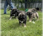 Small #64 Breeder Profile image