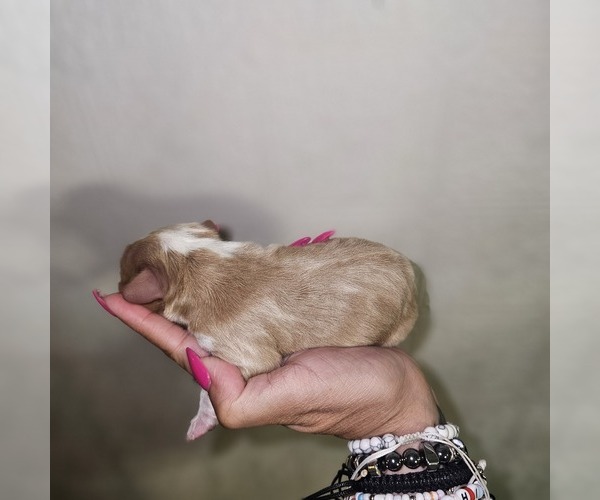 Medium Photo #12  Breeder Profile in DECATUR, IL, USA