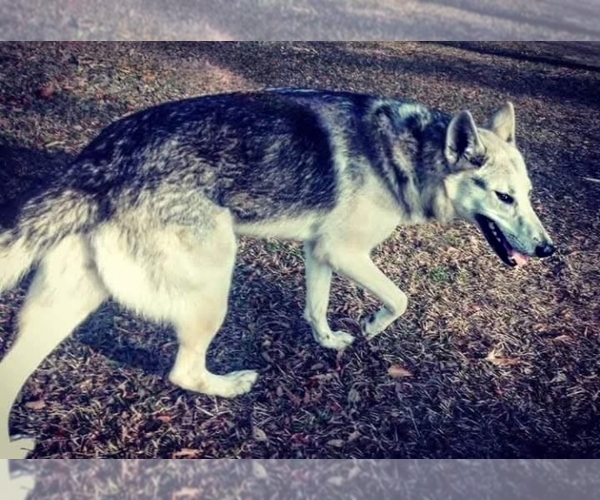 Medium Photo #2  Breeder Profile in JEFFERSON, TX, USA