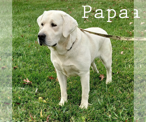 Medium Photo #1  Breeder Profile in APPLE CREEK, OH, USA