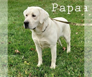 Labrador Retriever Dog Breeder near APPLE CREEK, OH, USA