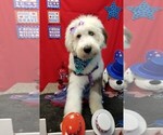 Small breeder photo