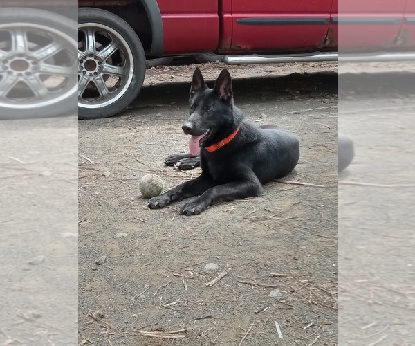 Medium Photo #15  Breeder Profile in MIDDLETOWN, CT, USA