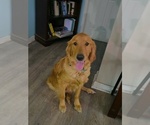 Small breeder photo