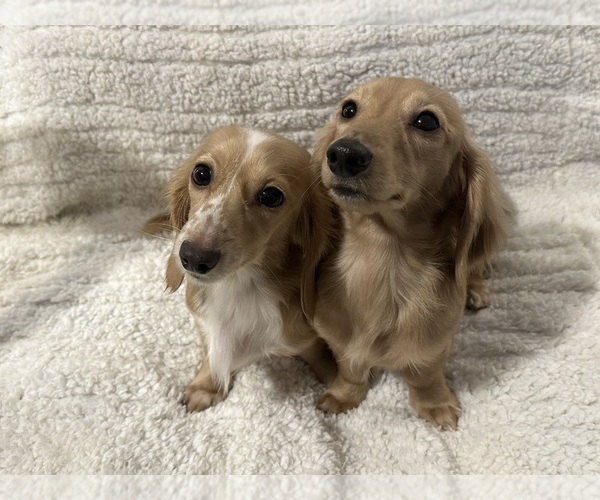 Medium Photo #1  Breeder Profile in BILOXI, MS, USA