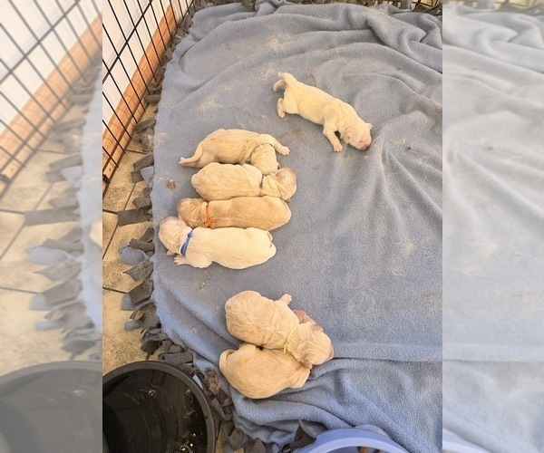 Medium Photo #2  Breeder Profile in CHIPPEWA FALLS, WI, USA