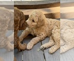 Small #8 Breeder Profile image