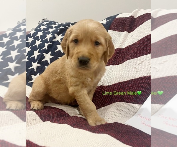 Medium Photo #41  Breeder Profile in SWEETWATER, TN, USA