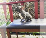 Small breeder photo