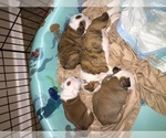 Small breeder photo