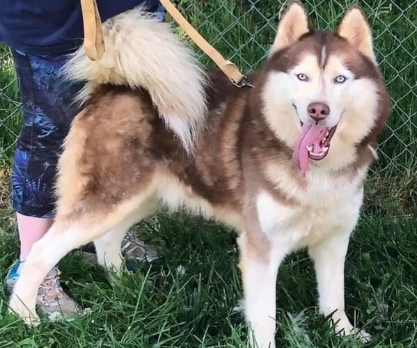 Medium Photo #1  Breeder Profile in LOUISVILLE, KY, USA