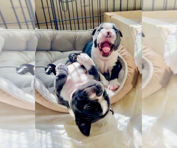 Medium Photo #1  Breeder Profile in WITTMANN, AZ, USA